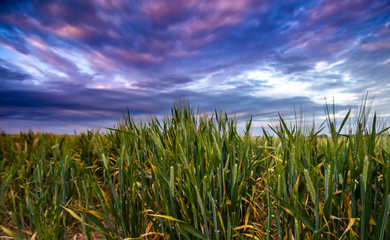 Fototapeta na wymiar Stormy Barley 2