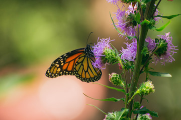 Monarch butterfly, Danaus plexippus, on liatris flower 
