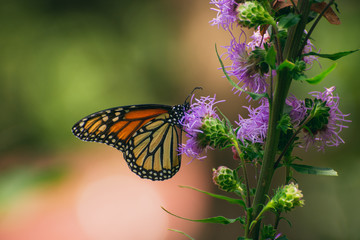 Monarch butterfly, Danaus plexippus, on liatris flower 