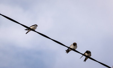 Flock of barn swallows on power lines with a blue sky in background