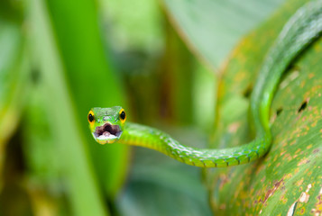 Fototapeta premium Portrait of the arboreal Green Vine Snake (Oxybelis Fulgidus) with open mouth inside Tortuguero national park, Costa Rica, Central America. Unsharp background, sharp open mouth.