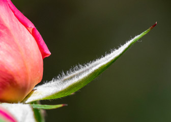 Macro of Rose Bud and Sepal
