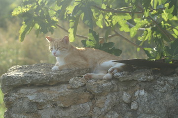 KONICA MINOLTA DIGITAL CAMERA