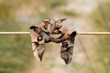 Mating of two butterflies of Sphingidae on stalk of grass. Smerinthus ocellata
