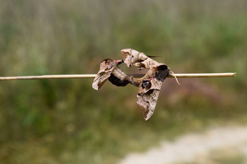 Mating of two butterflies of Sphingidae on stalk of grass. Smerinthus ocellata