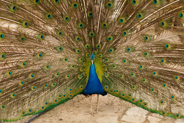 Obraz premium Indian peafowl or blue peafowl (Pavo cristatus), a large and brightly coloured bird. Peacock. Beautiful bird. Peahen.
