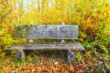 Beautiful wooden bench in the autumnal nature. The sun is shining beautiful autumn time.