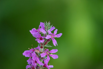 Fototapeta na wymiar Purple Loosestrife Flowers in Bloom in Summer