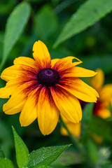 yellow flowers in garden