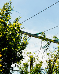 Low angle view of high voltage French power lines seen between trees at the hydroelectric power plant at Centrale Hydroelectrique de Gambsheim