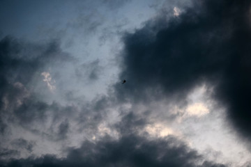 Lonely swallow flies high in the sky
