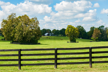 Fototapeta premium Horse Farm