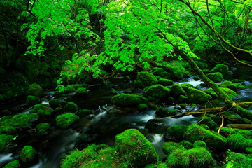 夏の元滝伏流水