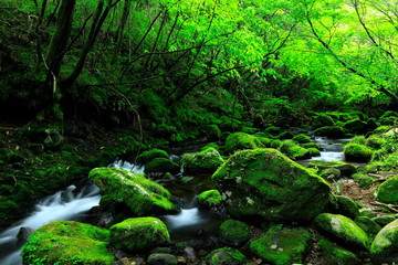 夏の元滝伏流水