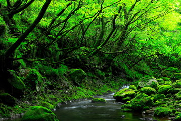 夏の元滝伏流水