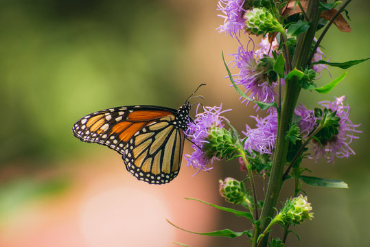 Monarch butterfly, Danaus plexippus, on liatris flower 