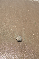 Fototapeta na wymiar Shell on the Sand