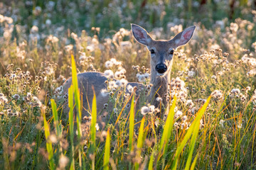 Deer in flowers at Camus Wildlife Refuge Idaho