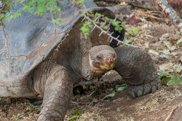 Obraz premium Charles Darwin Research Station Tortoises