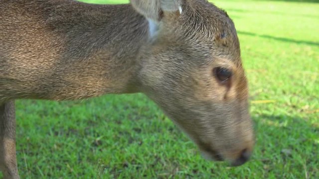 A deer that is stalking on the grass