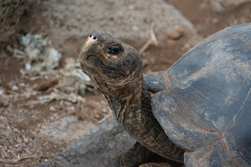 Charles Darwin Research Station Tortoises