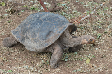 Obraz premium Charles Darwin Research Station Tortoises