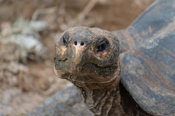 Obraz premium Charles Darwin Research Station Tortoises