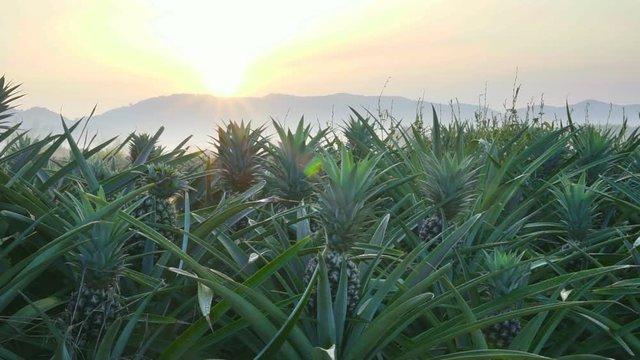 Pineapple farm in Thailand