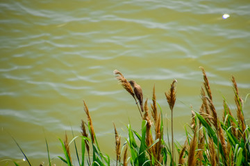 Acrocephalus sits on reed stalks by the lake.