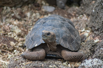 Charles Darwin Research Station Tortoises
