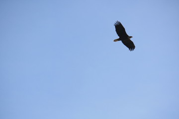 flying solo