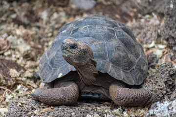 Charles Darwin Research Station Tortoises