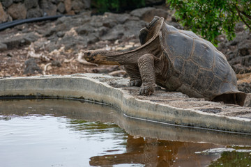 Charles Darwin Research Station Tortoises