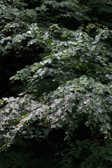 Wet leaves of the tree