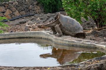 Naklejka premium Charles Darwin Research Station Tortoises