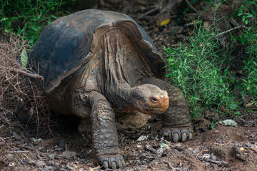 Fototapeta premium Charles Darwin Research Station Tortoises