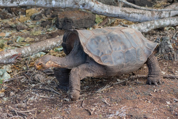Charles Darwin Research Station Tortoises