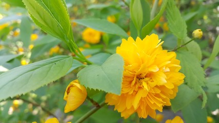 Closeup view of lovely yellow flower against a green leaves background