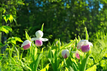 Several Showy Lady's-slippers, Cypripedium reginae, also known as Pink-and-white Lady's-slipper or the Queen's Lady's-slipper. Official Minnesota State Flower - beautiful blossoms in natural setting.