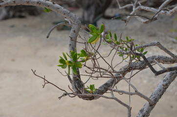 green tree in the beach