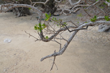 green tree in the desert