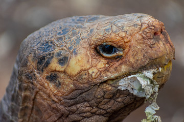 Charles Darwin Research Station Tortoises