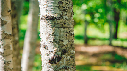 White Birch Tree
