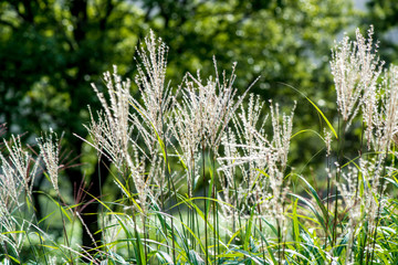 長者原のススキ