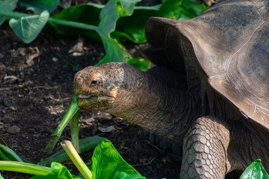 Charles Darwin Research Station Tortoises