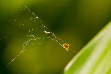 Arana construyendo telaraña 