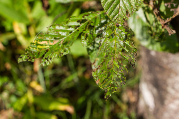 Esqueleto de hoja de planta