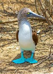 Fototapeta na wymiar Portrait of a Blue Footed Booby (Sula Nebouxii) on Espanola Island in the Galapagos Islands National Park, Pacific Ocean, Ecuador.