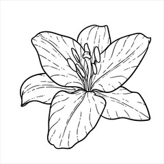 Fototapeta premium beautiful monochrome black and white bouquet lily isolated on background. Hand-drawn. design greeting card and invitation of the wedding, birthday, Valentine s Day, mother s day and other holiday