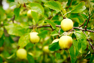 Green apples on a tree branch